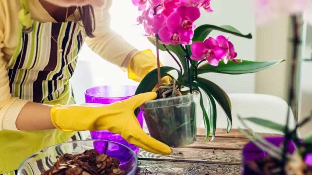 Orchideen zum Blühen bringen