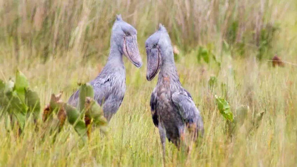 Schuhschnabel Uganda