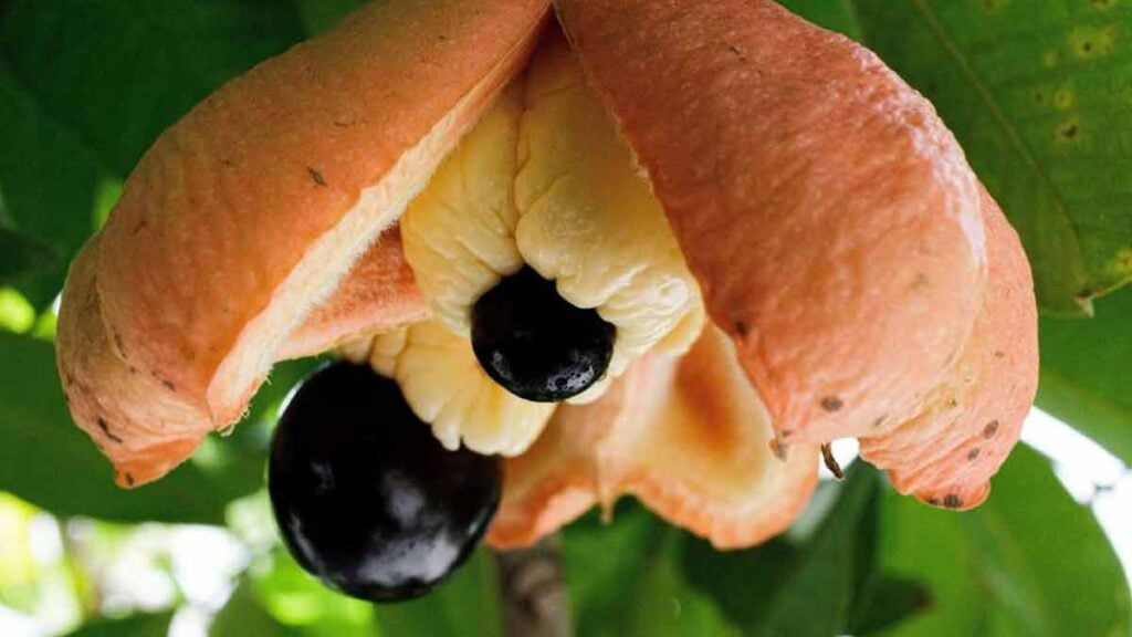 gefährlichsten Lebensmittel der Welt